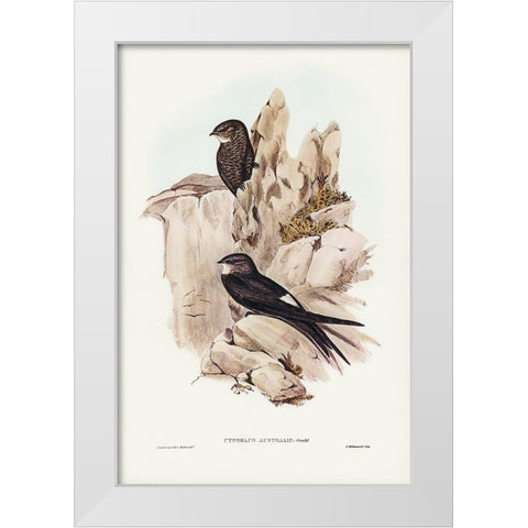 Australian Swift-Cypselus Australis White Modern Wood Framed Art Print by Gould, John