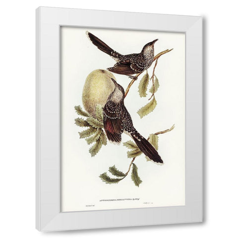 Brush Wattle Bird-Anthochaera mellivora White Modern Wood Framed Art Print by Gould, John