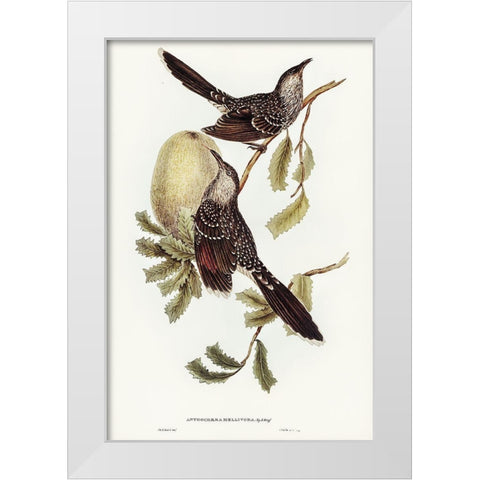 Brush Wattle Bird-Anthochaera mellivora White Modern Wood Framed Art Print by Gould, John