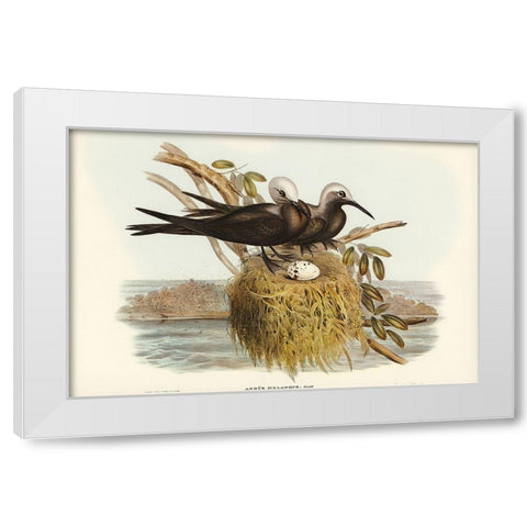 Lesser Noddy-Anous melanops White Modern Wood Framed Art Print by Gould, John
