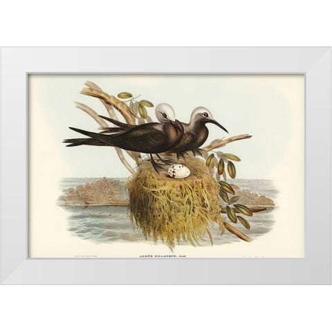 Lesser Noddy-Anous melanops White Modern Wood Framed Art Print by Gould, John