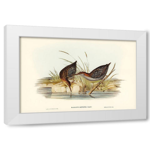 Lewins Water Rail-Rallus Lewinii White Modern Wood Framed Art Print by Gould, John