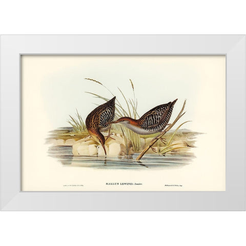 Lewins Water Rail-Rallus Lewinii White Modern Wood Framed Art Print by Gould, John