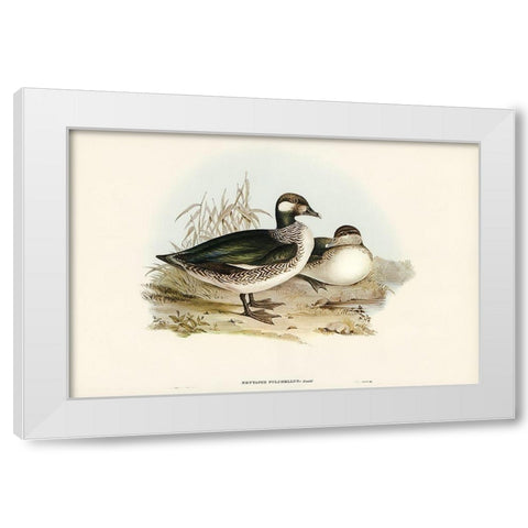 Beautiful Pygmy Goose-Nettapus pulchellus White Modern Wood Framed Art Print by Gould, John