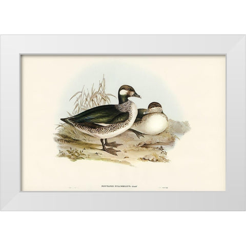 Beautiful Pygmy Goose-Nettapus pulchellus White Modern Wood Framed Art Print by Gould, John