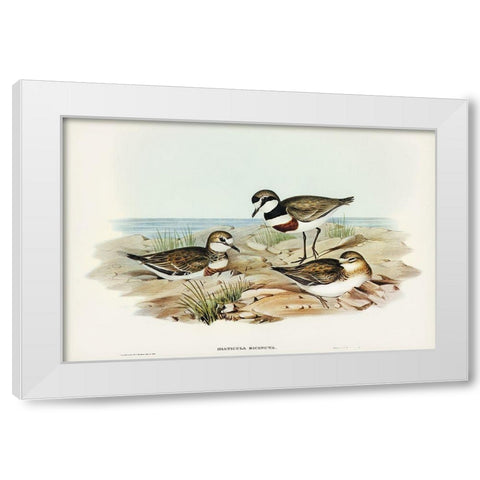 Double-banded Dottrel-Hiaticula bicincta White Modern Wood Framed Art Print by Gould, John