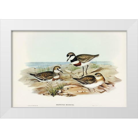 Double-banded Dottrel-Hiaticula bicincta White Modern Wood Framed Art Print by Gould, John