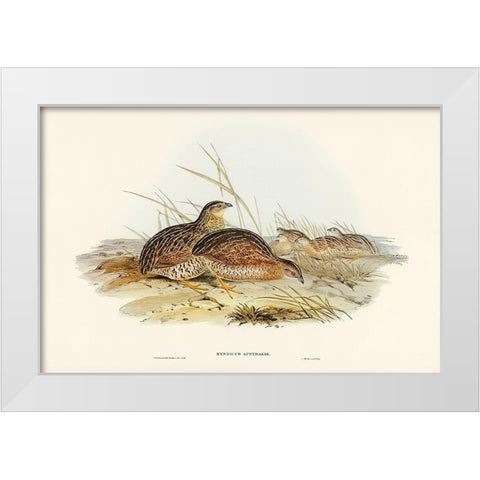 Australian Partridge-Synoicus Australis White Modern Wood Framed Art Print by Gould, John
