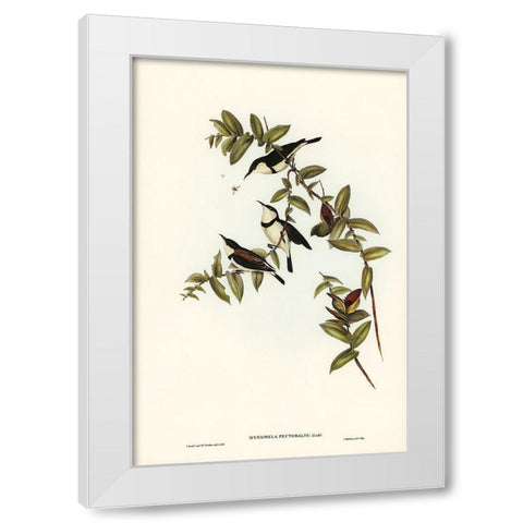 Banded Honey-eater-Myzomela pectoralis White Modern Wood Framed Art Print by Gould, John