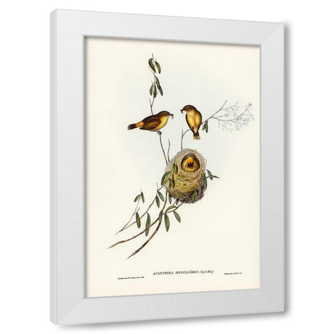 Regulus-like Acanthiza-Acanthiza Reguloides White Modern Wood Framed Art Print by Gould, John
