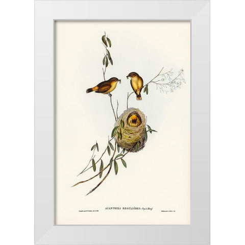 Regulus-like Acanthiza-Acanthiza Reguloides White Modern Wood Framed Art Print by Gould, John