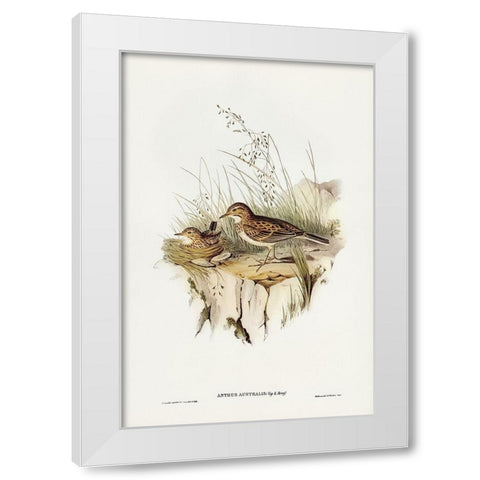 Australian Pipit-Anthus Australis White Modern Wood Framed Art Print by Gould, John