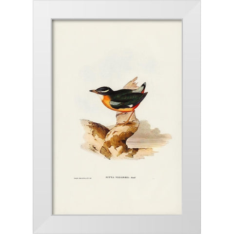 Vigors Pitta-Pitta Vigorsii White Modern Wood Framed Art Print by Gould, John