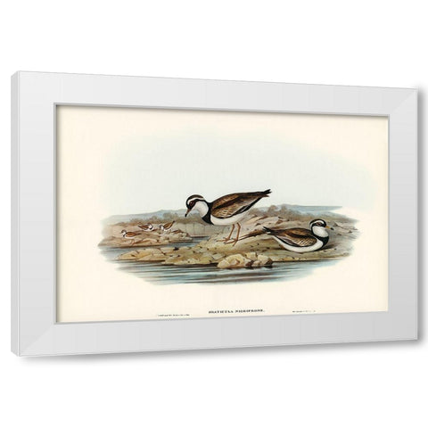 Black-fronted Dottrel-Hiaticula nigrifrons White Modern Wood Framed Art Print by Gould, John