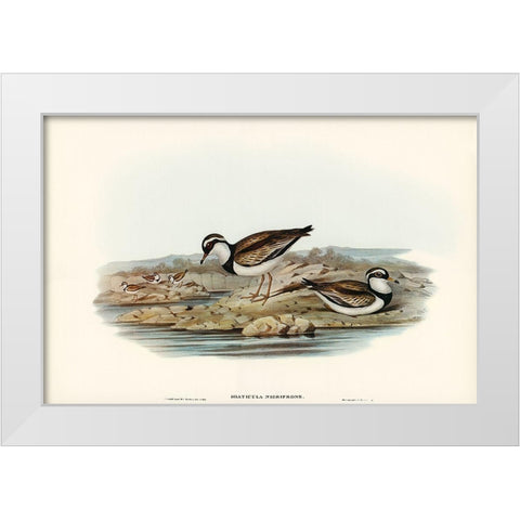Black-fronted Dottrel-Hiaticula nigrifrons White Modern Wood Framed Art Print by Gould, John