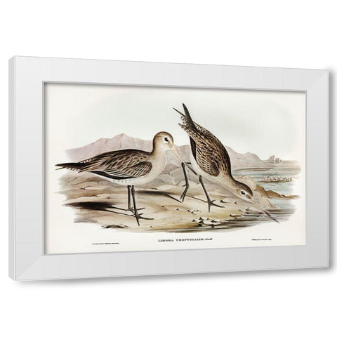 Barred-rumped Godwit-Limosa uropygialis White Modern Wood Framed Art Print by Gould, John