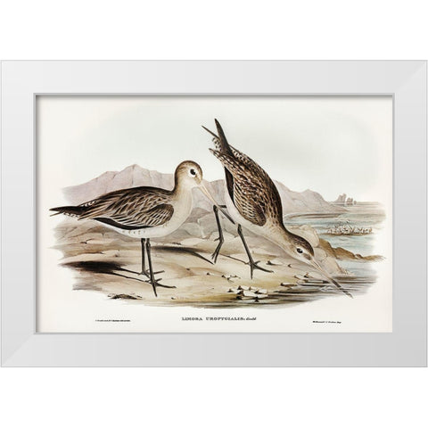 Barred-rumped Godwit-Limosa uropygialis White Modern Wood Framed Art Print by Gould, John
