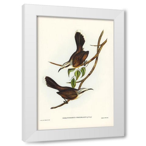 Temporal Pomatorhinus-Pomatorhinus temporalis White Modern Wood Framed Art Print by Gould, John