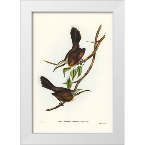 Temporal Pomatorhinus-Pomatorhinus temporalis White Modern Wood Framed Art Print by Gould, John