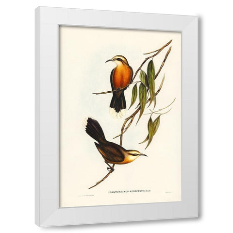 Red-breasted Pomatorhinus-Pomatorhinus rubeculus White Modern Wood Framed Art Print by Gould, John