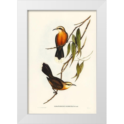 Red-breasted Pomatorhinus-Pomatorhinus rubeculus White Modern Wood Framed Art Print by Gould, John