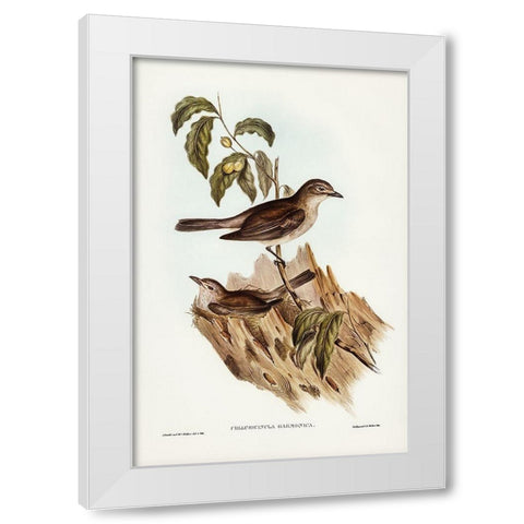 Harmonious Colluricincla-Colluricincla harmonica White Modern Wood Framed Art Print by Gould, John