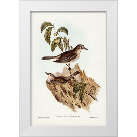 Harmonious Colluricincla-Colluricincla harmonica White Modern Wood Framed Art Print by Gould, John