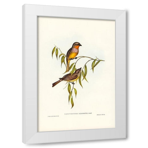 Gilbertâ€™s Pachycephala-Pachycephala Gilbertii White Modern Wood Framed Art Print by Gould, John