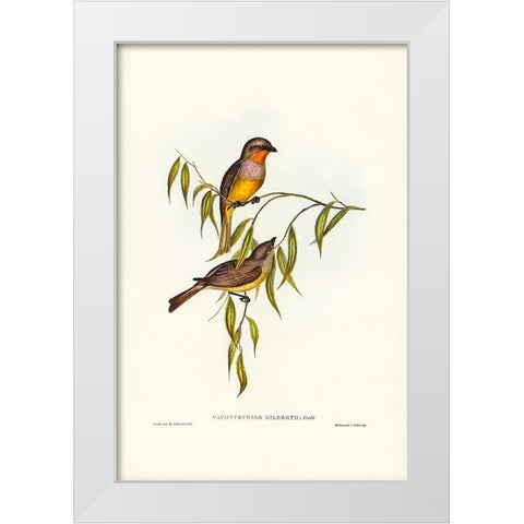 Gilbertâ€™s Pachycephala-Pachycephala Gilbertii White Modern Wood Framed Art Print by Gould, John