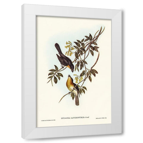 Broad-billed Flycatcher-Myiagra latirostris White Modern Wood Framed Art Print by Gould, John