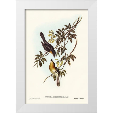 Broad-billed Flycatcher-Myiagra latirostris White Modern Wood Framed Art Print by Gould, John