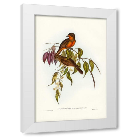 Red-throated Pachycephala-Pachycephala rufogularis White Modern Wood Framed Art Print by Gould, John