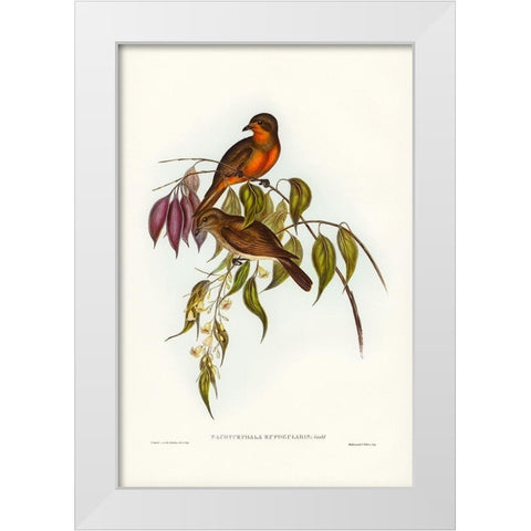 Red-throated Pachycephala-Pachycephala rufogularis White Modern Wood Framed Art Print by Gould, John