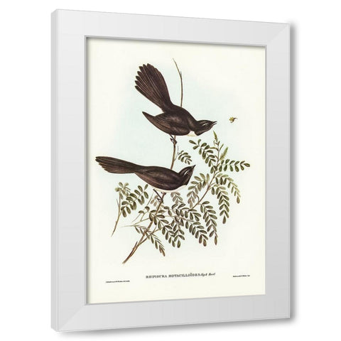 Black Fantailed Flycatcher-Rhipidura Motacilloides White Modern Wood Framed Art Print by Gould, John