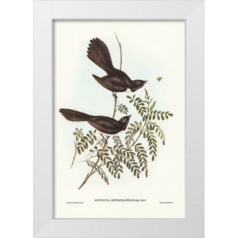 Black Fantailed Flycatcher-Rhipidura Motacilloides White Modern Wood Framed Art Print by Gould, John