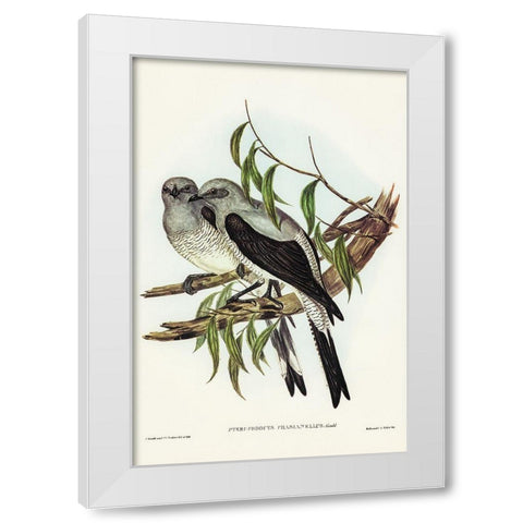 Ground Graucalus-Pteropodocys Phasianella White Modern Wood Framed Art Print by Gould, John