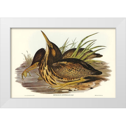 Australian Bittern-Botaurus Australis White Modern Wood Framed Art Print by Gould, John