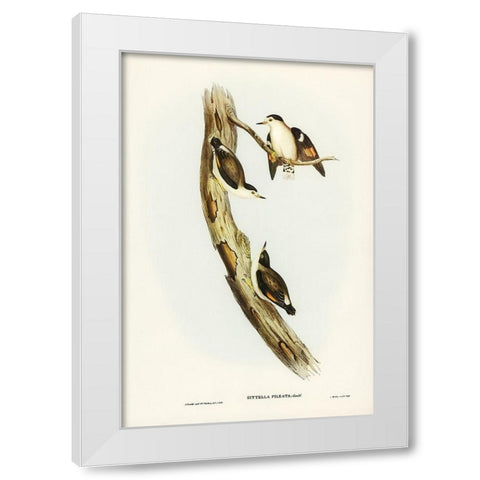 Black-capped Sittella-Sittella pileata White Modern Wood Framed Art Print by Gould, John