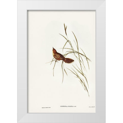 Great Warbler-Cysticola magna White Modern Wood Framed Art Print by Gould, John