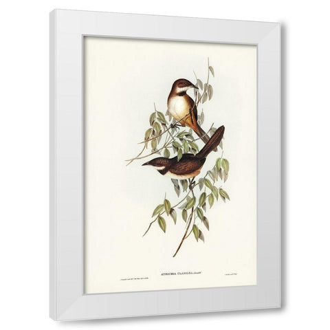 Noisy Brush-bird-Atrichia clamosa White Modern Wood Framed Art Print by Gould, John