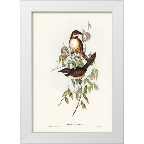 Noisy Brush-bird-Atrichia clamosa White Modern Wood Framed Art Print by Gould, John