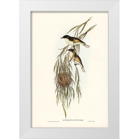 Painted Honey-eater-Entomophila picta White Modern Wood Framed Art Print by Gould, John