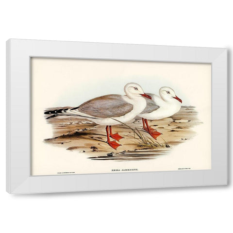 Jamesons Gull-Xema Jamesonii White Modern Wood Framed Art Print by Gould, John