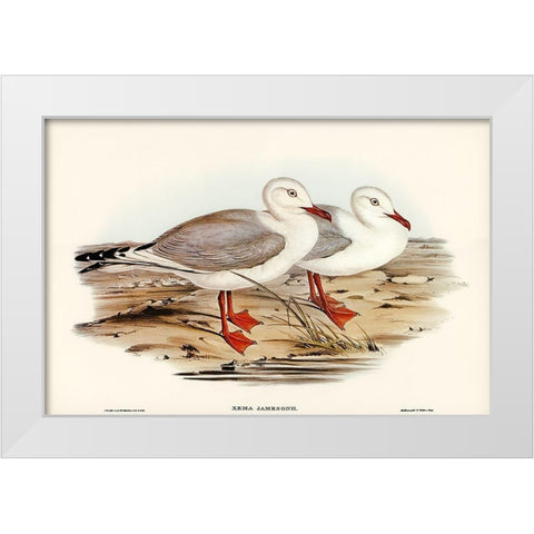 Jamesons Gull-Xema Jamesonii White Modern Wood Framed Art Print by Gould, John