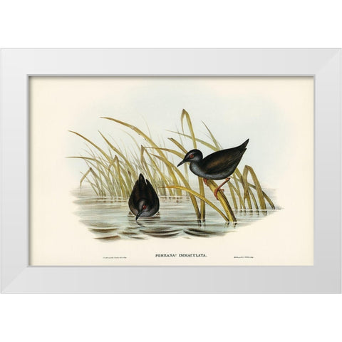 Spotless Gallinule-Porzana immaculata White Modern Wood Framed Art Print by Gould, John