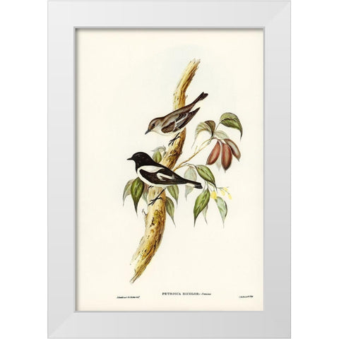 Pied Robin-Petroica bicolor-Swains White Modern Wood Framed Art Print by Gould, John