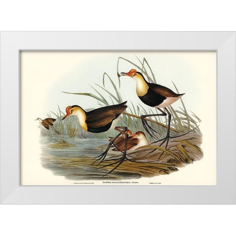 Gallinaceous Parra-Parra gallinacea White Modern Wood Framed Art Print by Gould, John