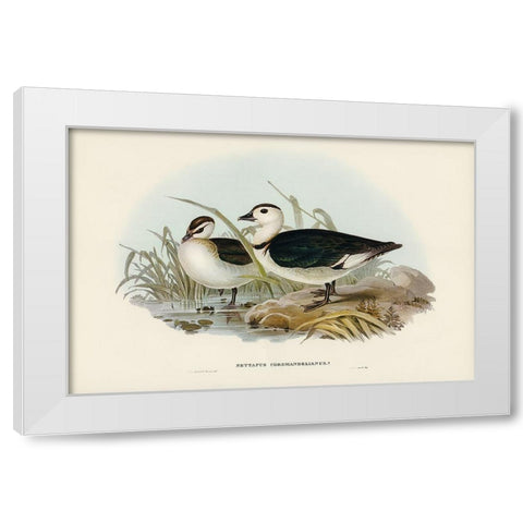 Pygmy Goose-Nettapus Coromandelianus White Modern Wood Framed Art Print by Gould, John