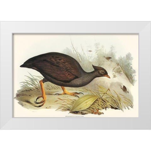 Mound-raising Megapode-Megapodius Tumulus White Modern Wood Framed Art Print by Gould, John