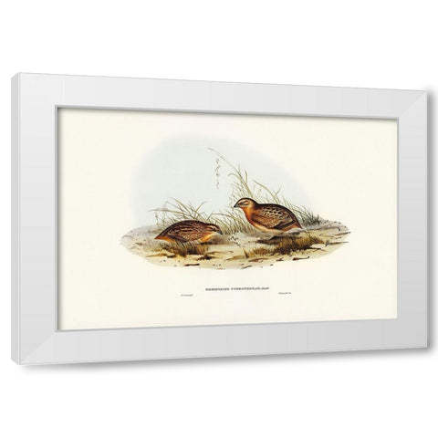 Red-chested Hemipode-Hemipodius pyrrhothorax White Modern Wood Framed Art Print by Gould, John